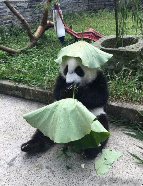 吃瓜熊猫搞笑视频大全下载,欢乐时刻一网打尽