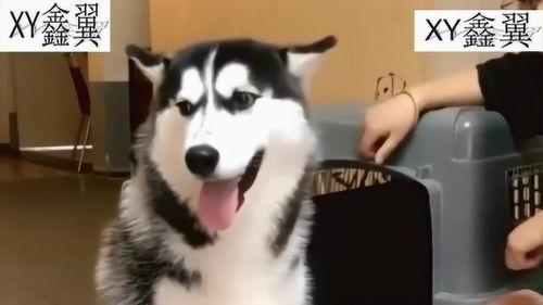 二哈吃大骨瓜视频大全图片,大骨瓜视频图片集锦