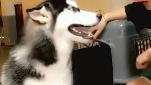 二哈吃大骨瓜视频大全图片,大骨瓜视频图片集锦