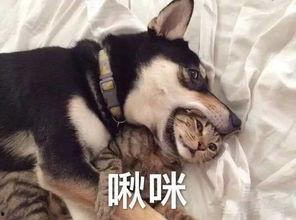 二哈吃大骨瓜视频大全图片,大骨瓜视频图片集锦