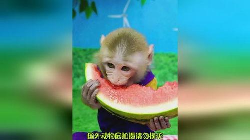 猴吃瓜文案视频软件,趣味横生的短视频软件，带你领略欢乐时光
