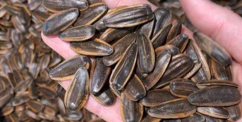 瓜子吃瓜视频,瓜子吃瓜视频，带你领略趣味无限