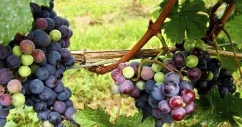 吃瓜吃葡萄会中毒吗视频,吃瓜吃葡萄竟可能中毒，警惕这些常见食物风险