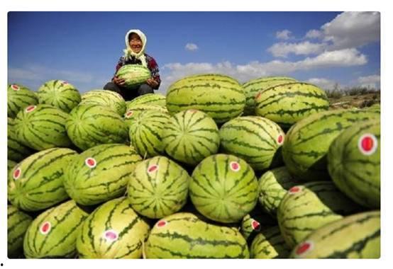 吃硒砂瓜的感慨视频,品味人生百态