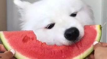 小羊白衬衫视频吃瓜,揭秘视频背后的吃瓜盛宴