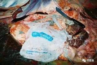 塑料袋吃瓜视频,揭示塑料污染惊人真相