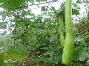 砍瓜怎么吃最好吃视频,砍瓜新吃法，美味升级！