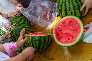 吃瓜素材库大全视频,视频中的趣味瞬间大盘点