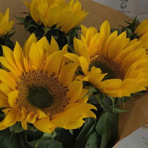 吃瓜花的文案视频素材,揭秘娱乐圈幕后故事，带你领略明星真实生活