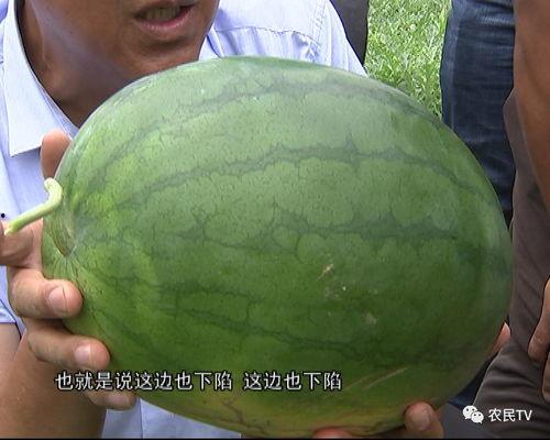 西瓜群众吃瓜视频仿真,夏日狂欢，甜蜜瞬间尽收眼底