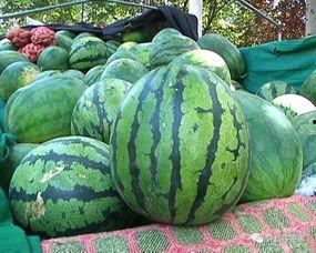 西瓜群众吃瓜视频仿真,夏日狂欢，甜蜜瞬间尽收眼底