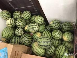 瓜地里吃西瓜的视频,品尝夏日甜蜜，西瓜美味瞬间