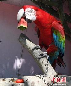 鸟吃瓜的视频,揭秘鸟类与瓜果的奇妙互动