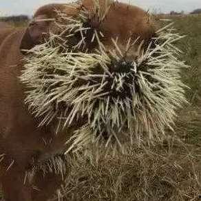 鸟吃瓜的视频,揭秘鸟类与瓜果的奇妙互动
