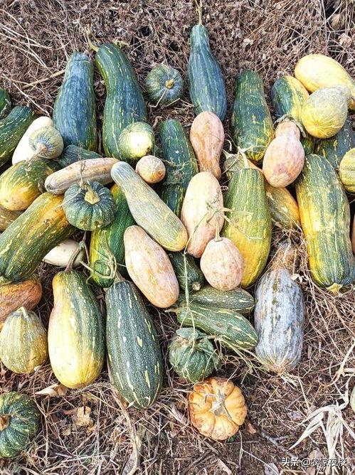 吃瓜视频都是什么平台,吃瓜视频背后的热门平台大盘点