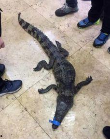 小孩儿吃鳄鱼瓜好吗视频,儿童食用安全与营养分析