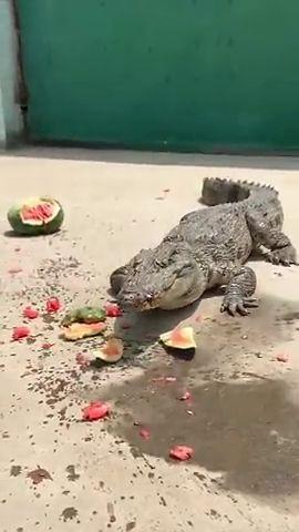 小孩儿吃鳄鱼瓜好吗视频,儿童食用安全与营养分析