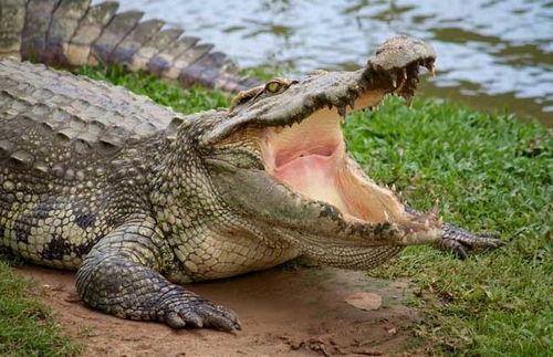 小孩儿吃鳄鱼瓜好吗视频,儿童食用安全与营养分析