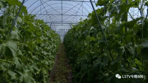 西昌万科17度吃瓜视频,一场夏日里的欢乐盛宴