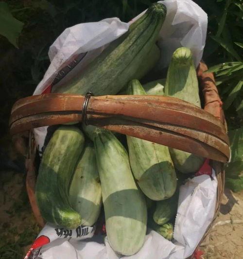 吃瓜视频带货,轻松购物，快乐分享