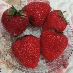 大瓜美食视频吃白肉,白肉盛宴，尽享舌尖上的美味之旅