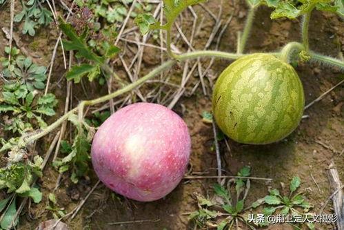 吃洋瓜视频全集,一场味蕾与文化的盛宴