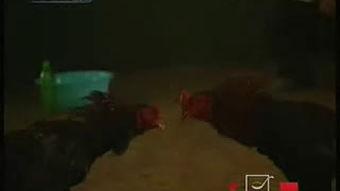 江山吃瓜事件视频播放,视频播放背后的热议与真相